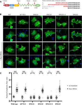 A bipartite NLS motif mediates the nuclear import of Drosophila moesin